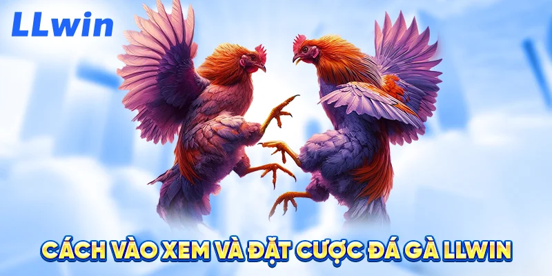 Cách Vào Xem Và Đặt Cược Đá Gà LLWIN