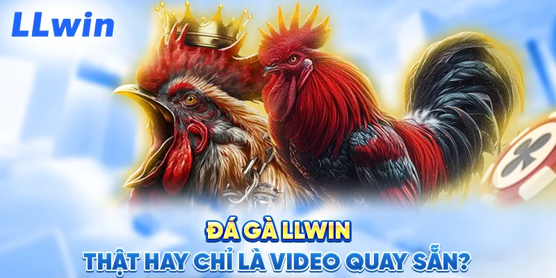 Đá Gà LLWIN – Thật Hay Chỉ Là Video Quay Sẵn?